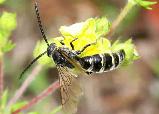昆虫図鑑・コモンツチバチ